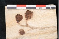 Foto (Detailansicht) von Plantae indet.  (NHMW-GEO-2024-0188-11481)